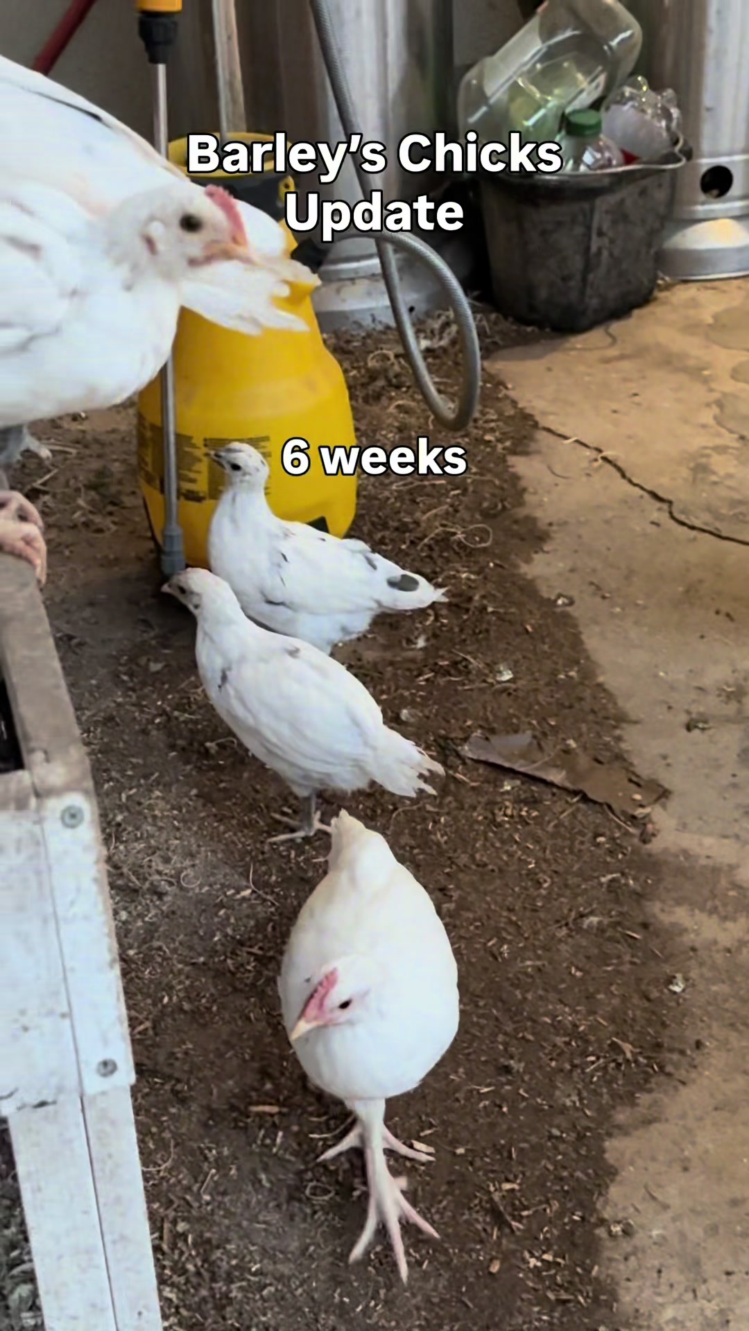 @The Real Estate Chick