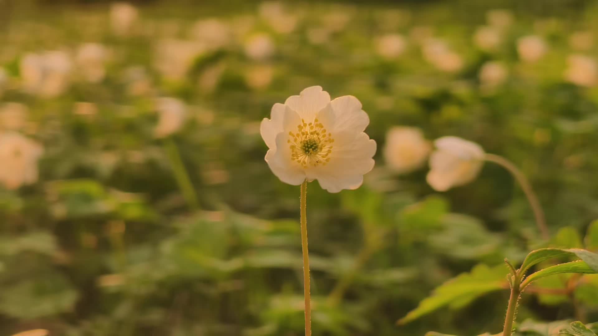 @f0sea_