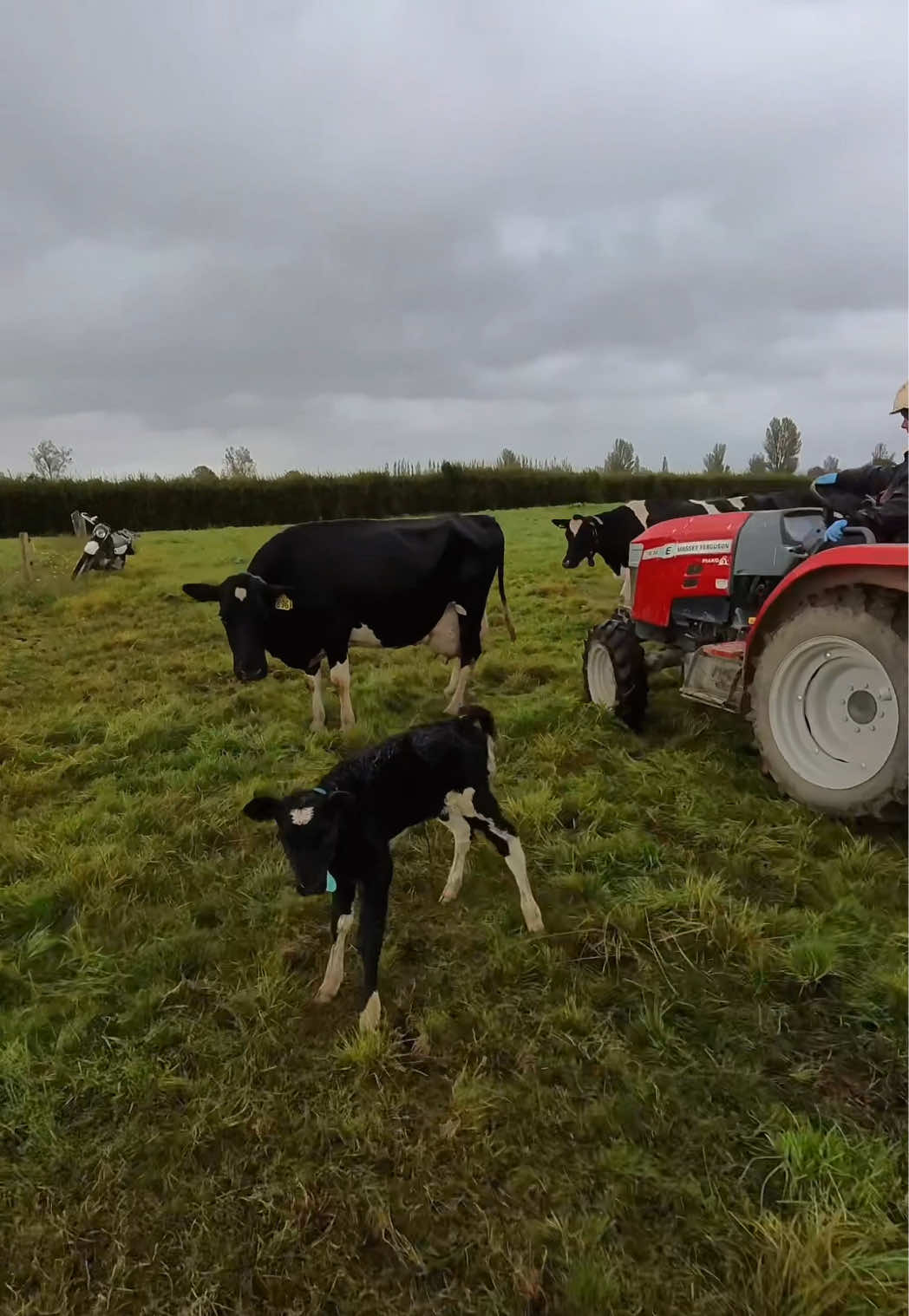 @DairyPov