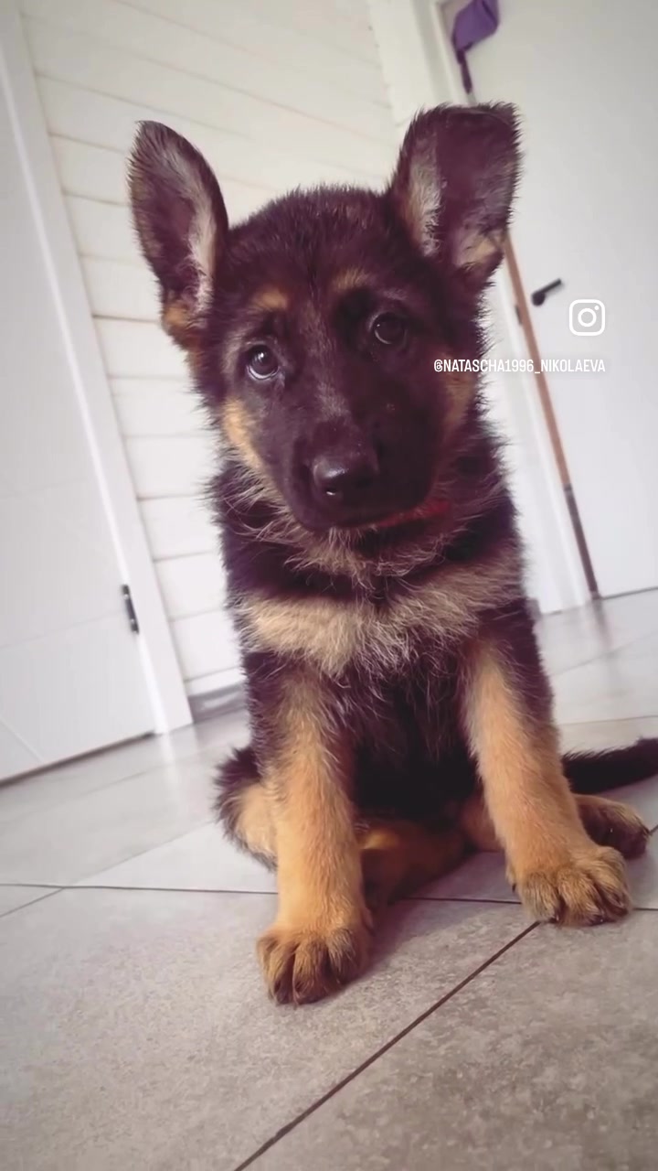 @Щеночки немецкой овчарки)))🐶
