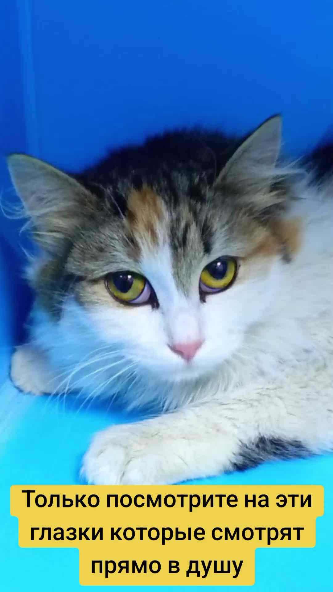 @Animals of Khimki