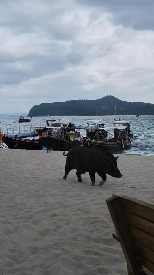 @TourGoat Samui
