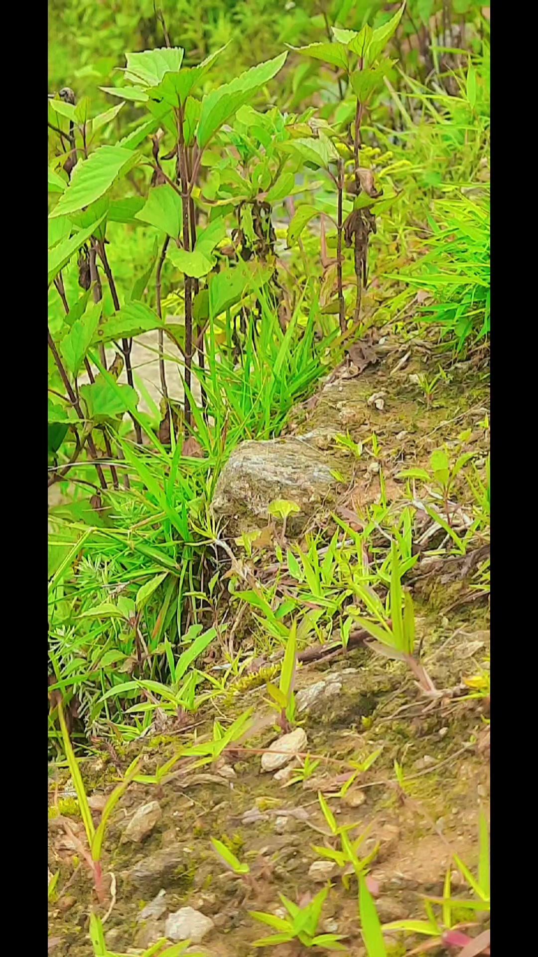 @Bindas 🤘 ramu 4238
