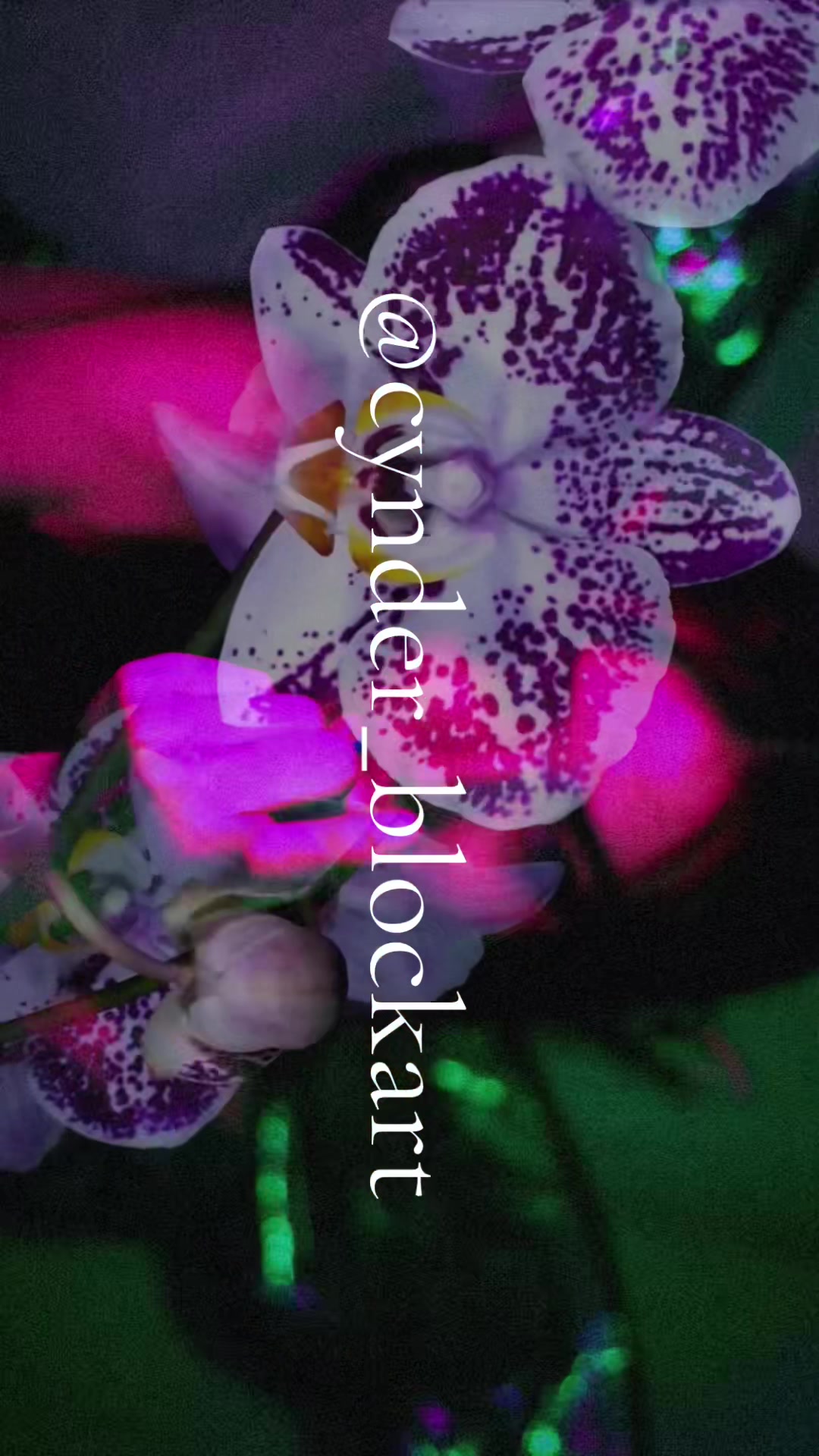 @cynder_block