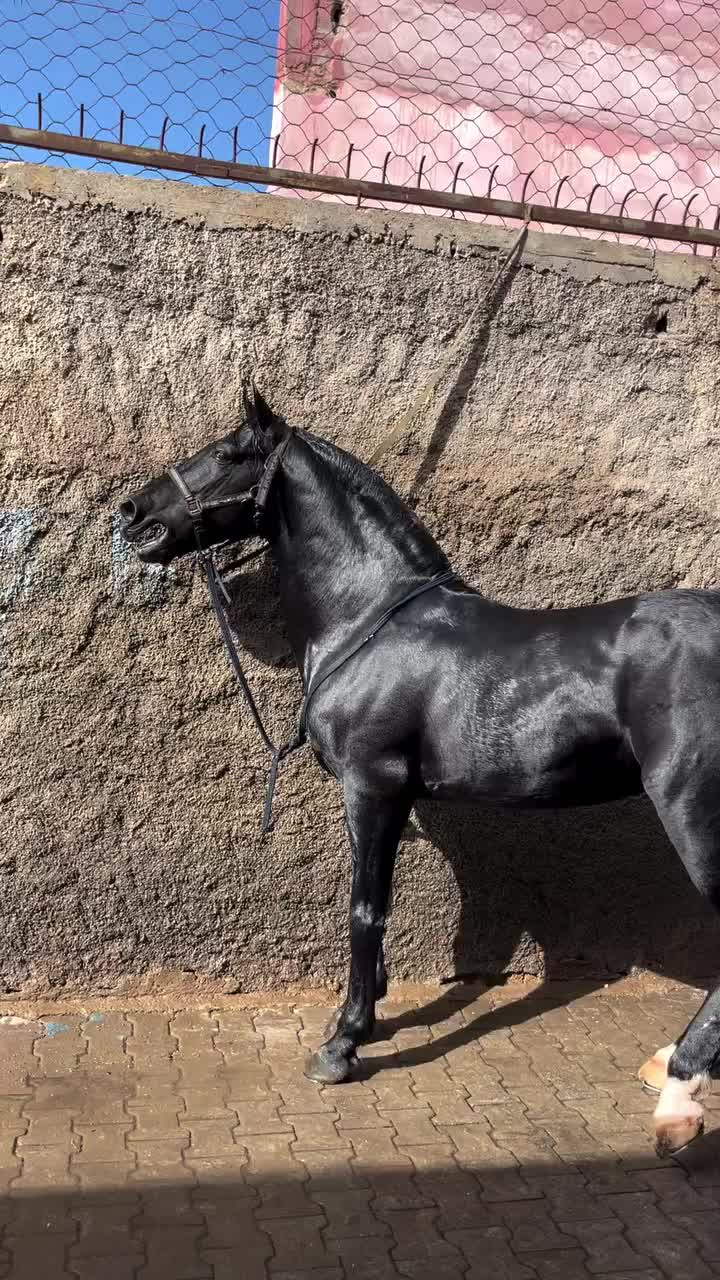 @danihorses2