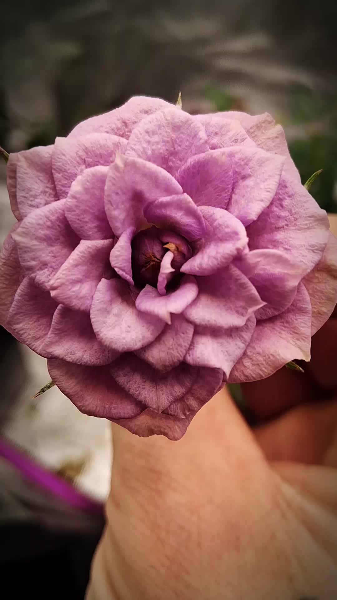 @RoseGardenMT