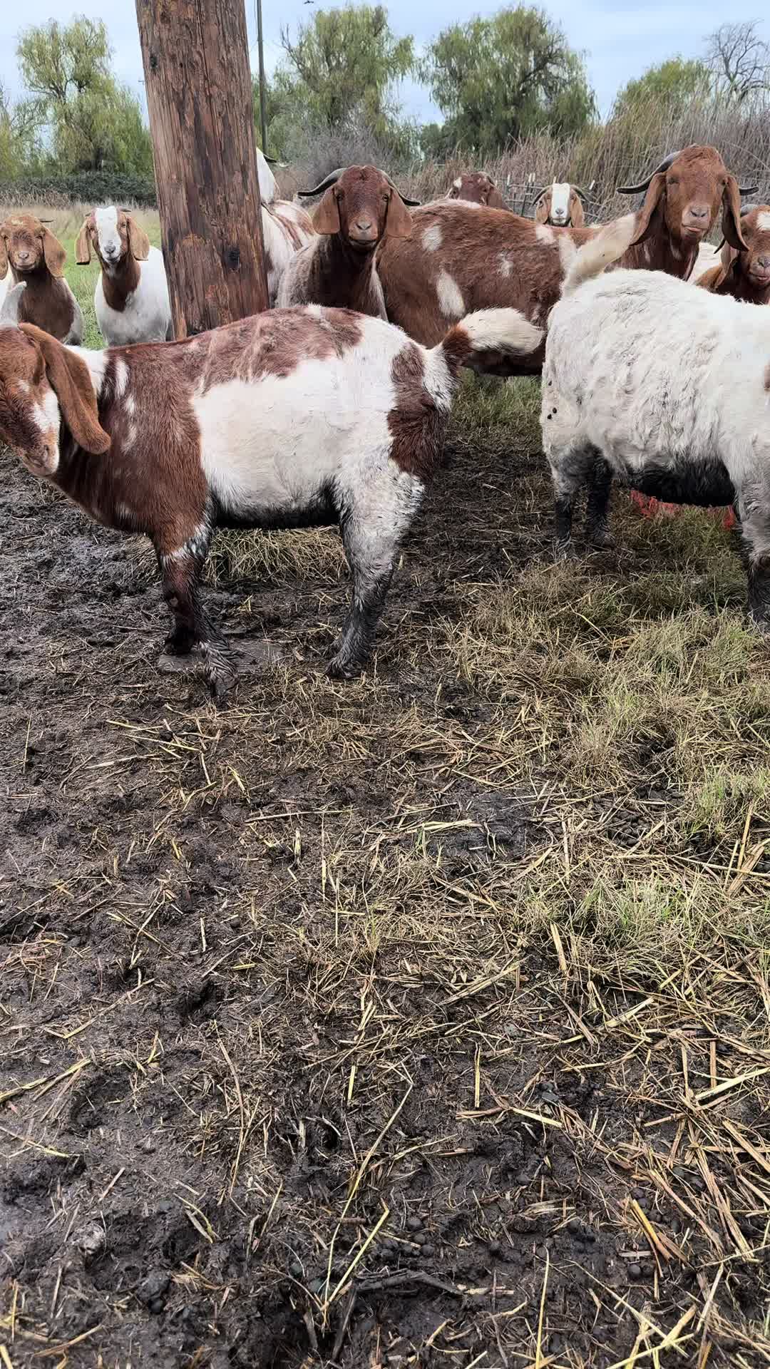 @Riverraisedboergoats