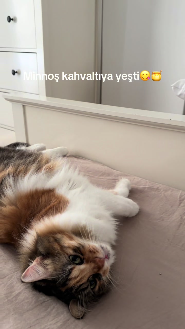 @konusankediminnos