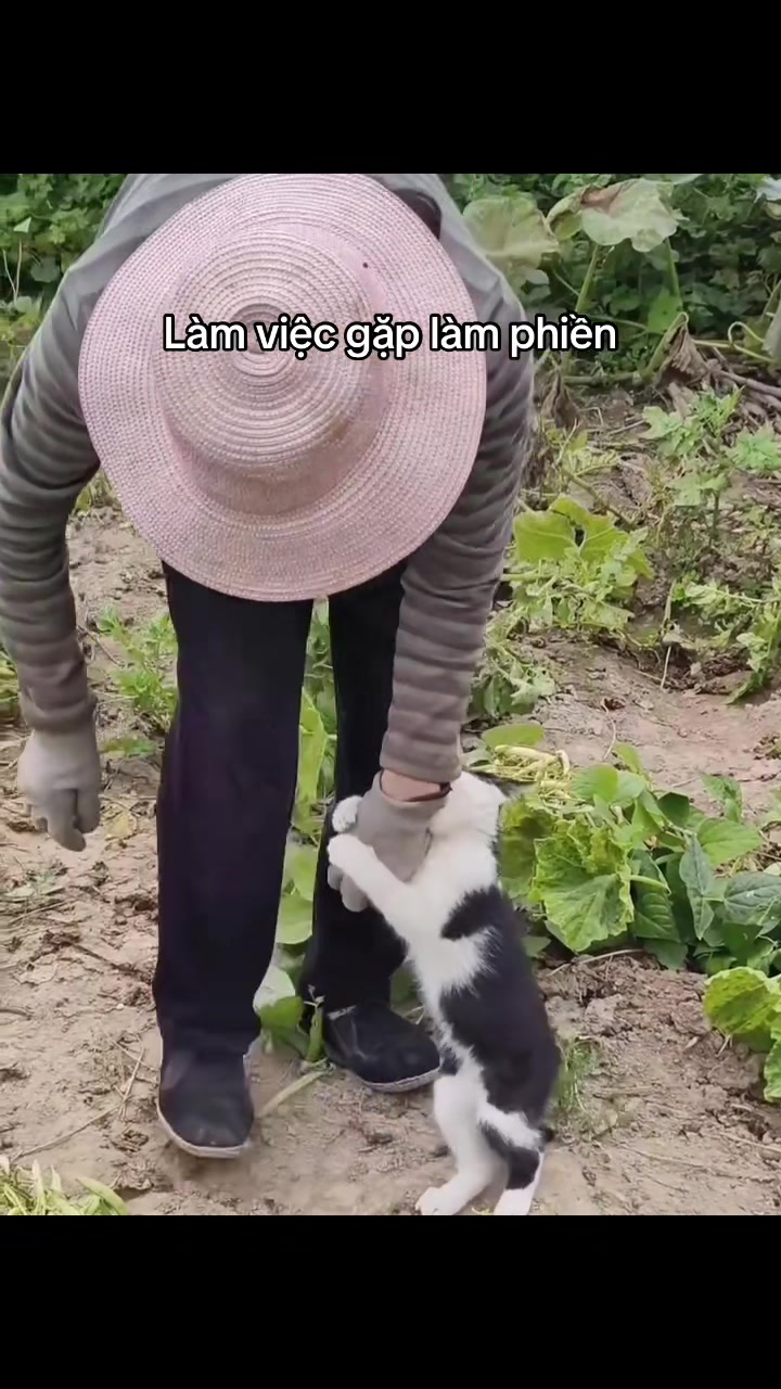 @Skibidi Cat