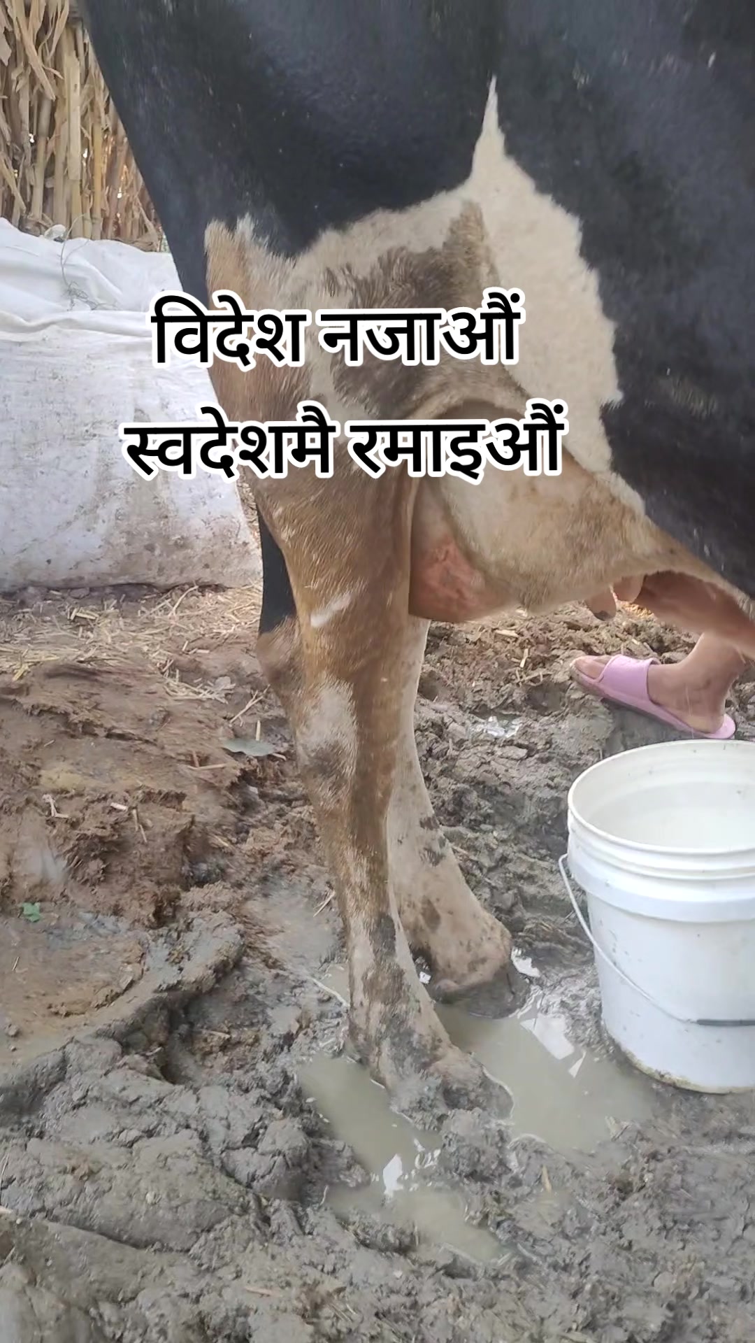 @Bhakta Lal Shrestha
