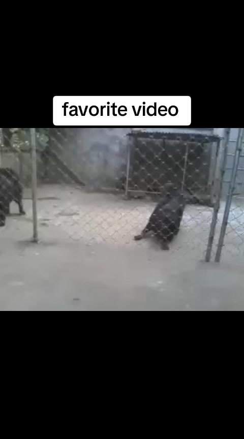 @Kashmiri_Bakrwal_Dog