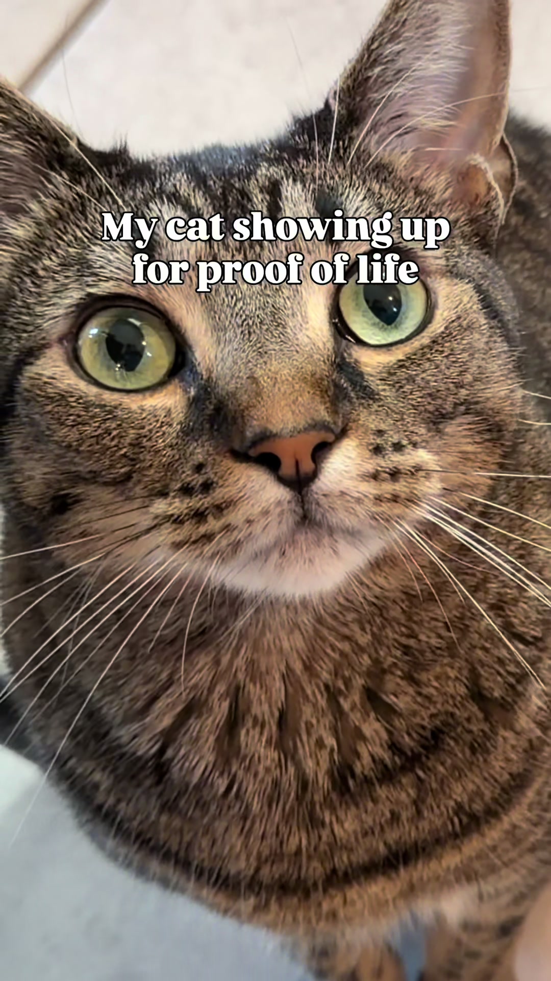 @Pepper the Rescue Cat 🐈⬛