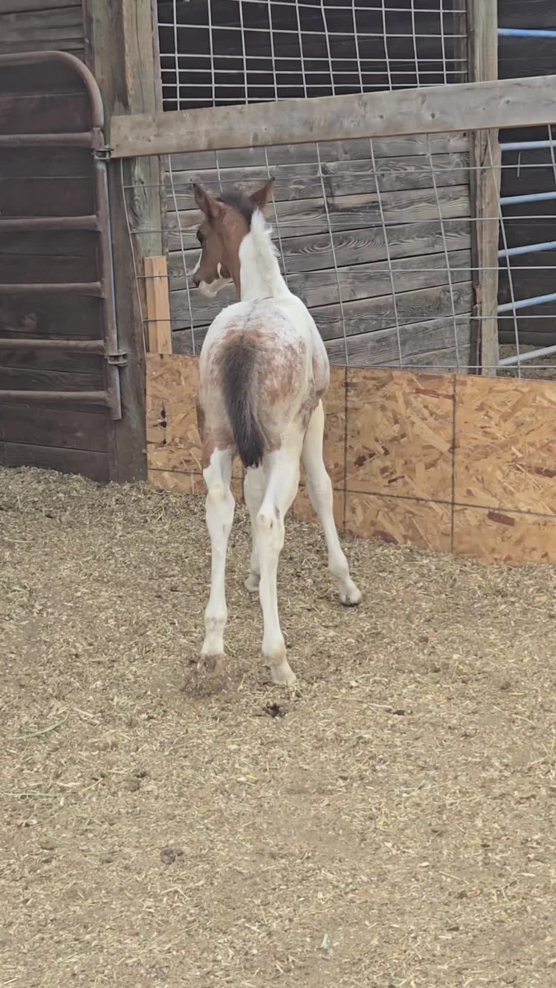 @Cowgirl Tuff Colt Training ❤️