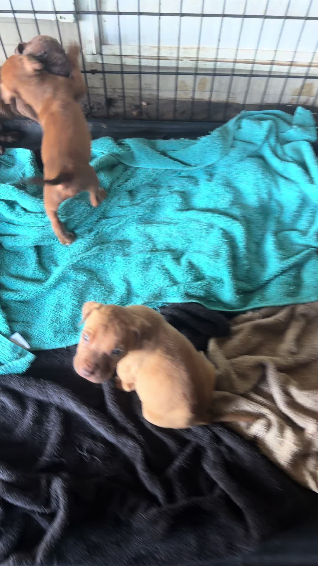 @WorldGoneMadKennels