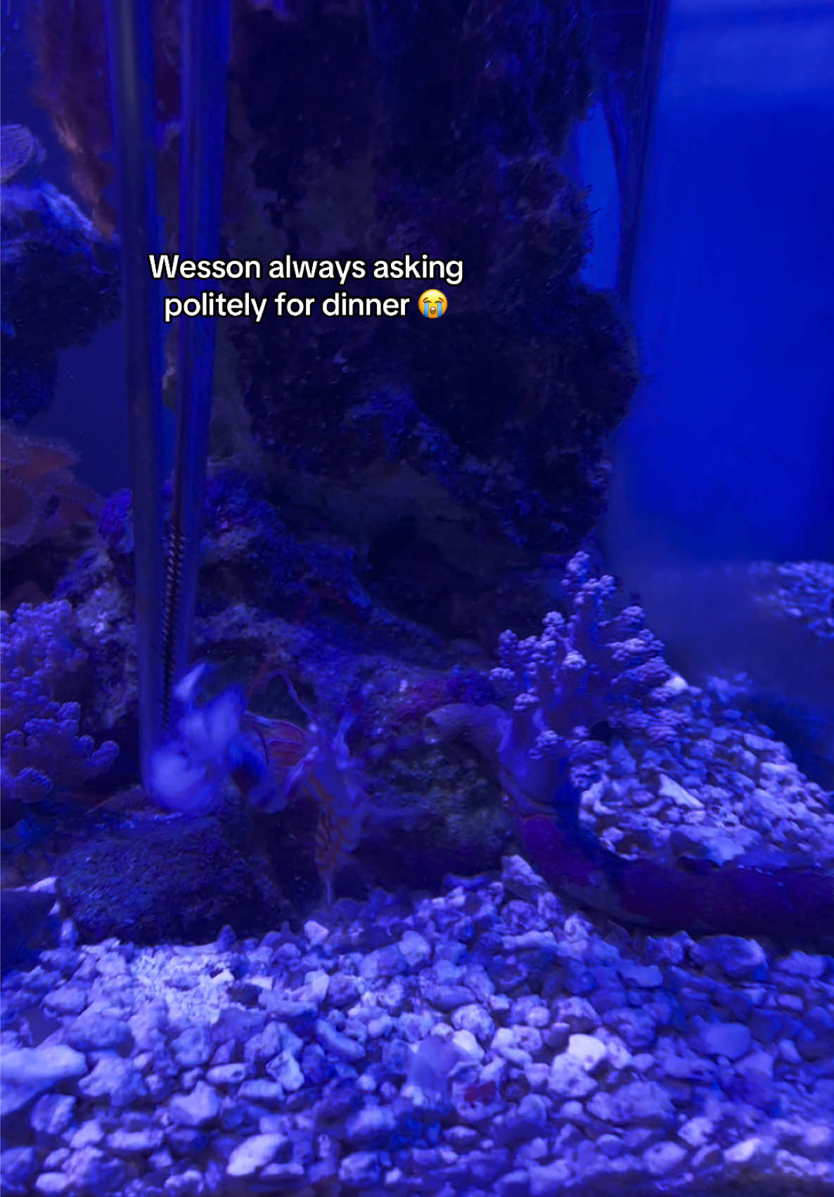 @ReefSync