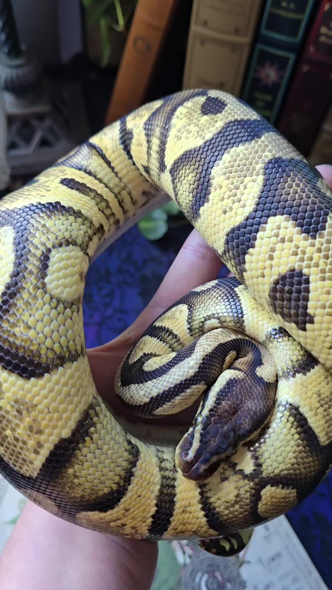 @MoonlitMorphs