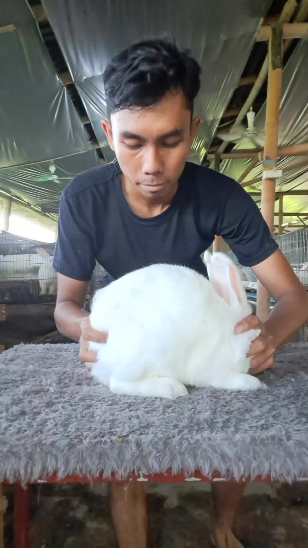 @Dinaraya farm