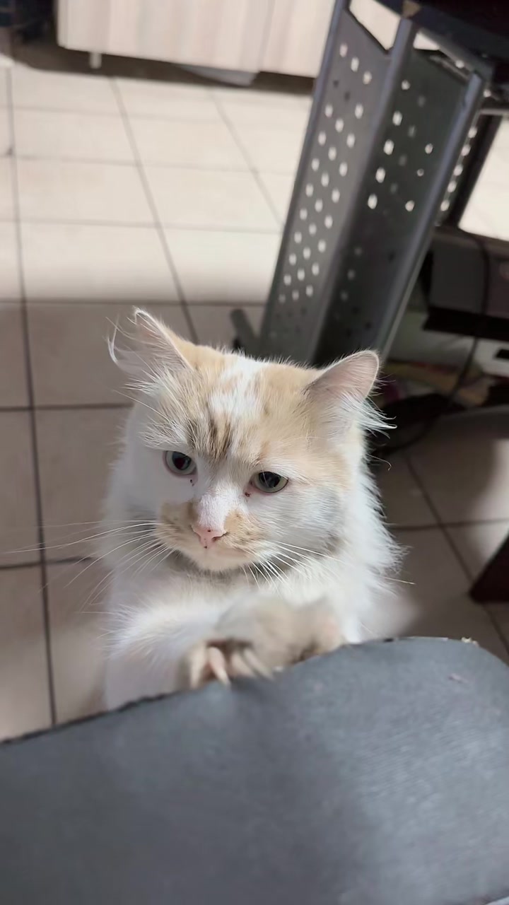 @๐ฅท๐
ฐ๐๐๐
ฐ๐
ผ ๐
น๐๐๐๐ฅท