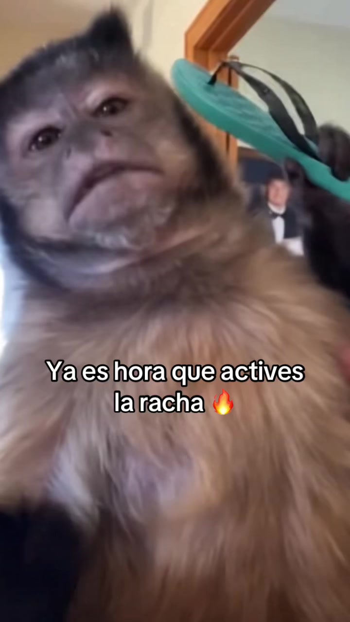 @RabPesito 🔥