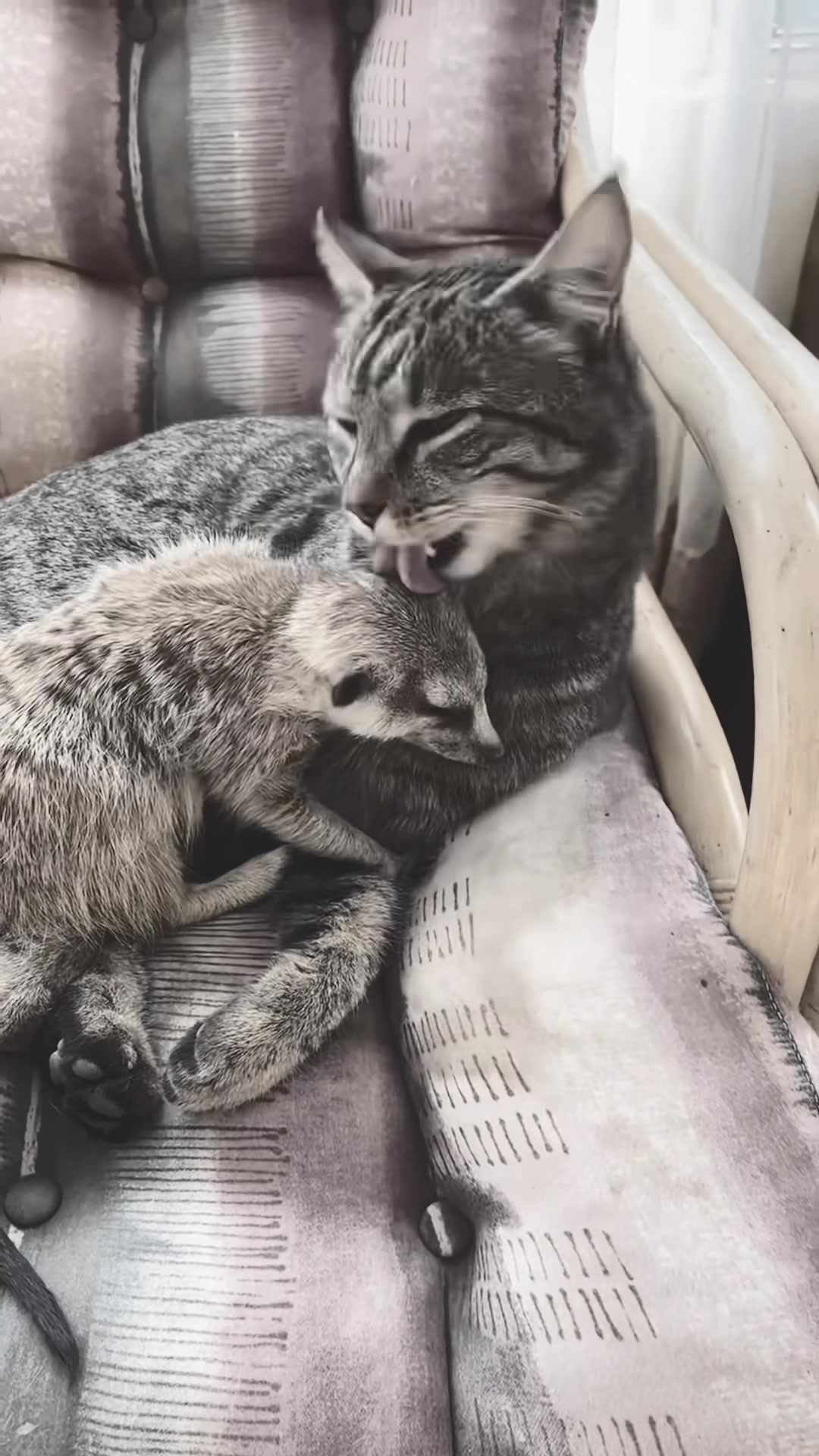 @auraful_animals