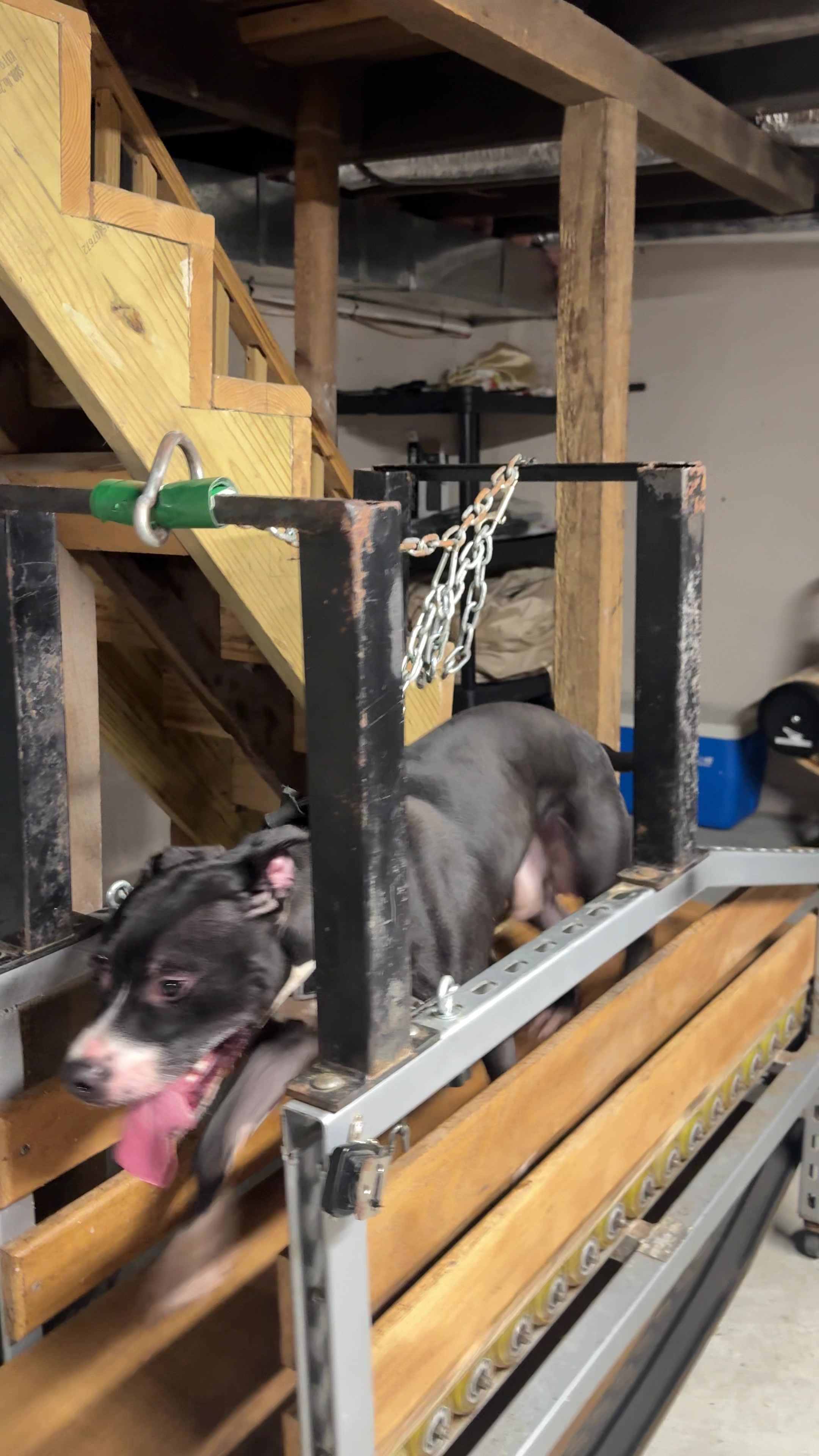 @ConcreteJungle_apbt
