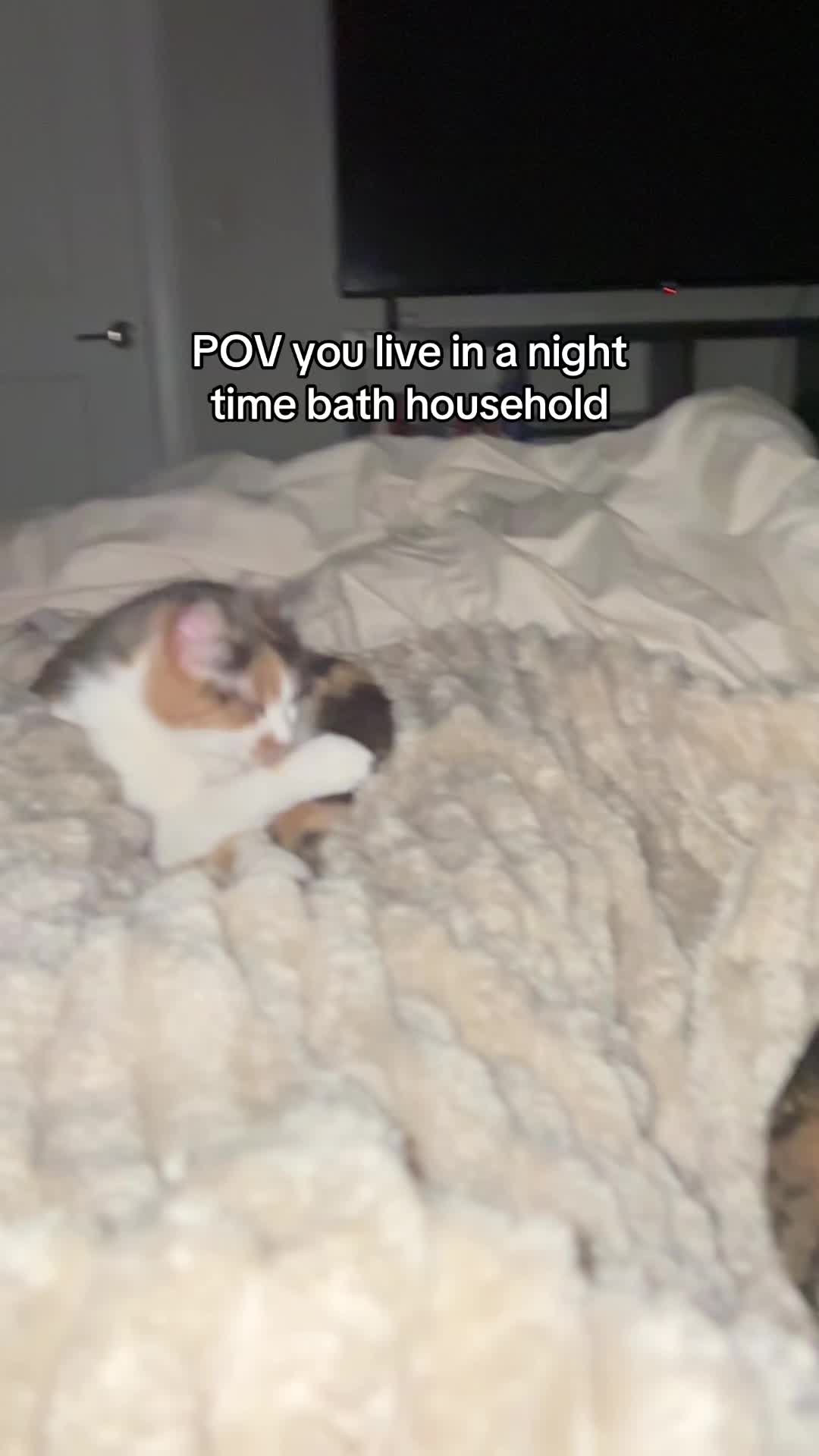 @Quinn The Calico