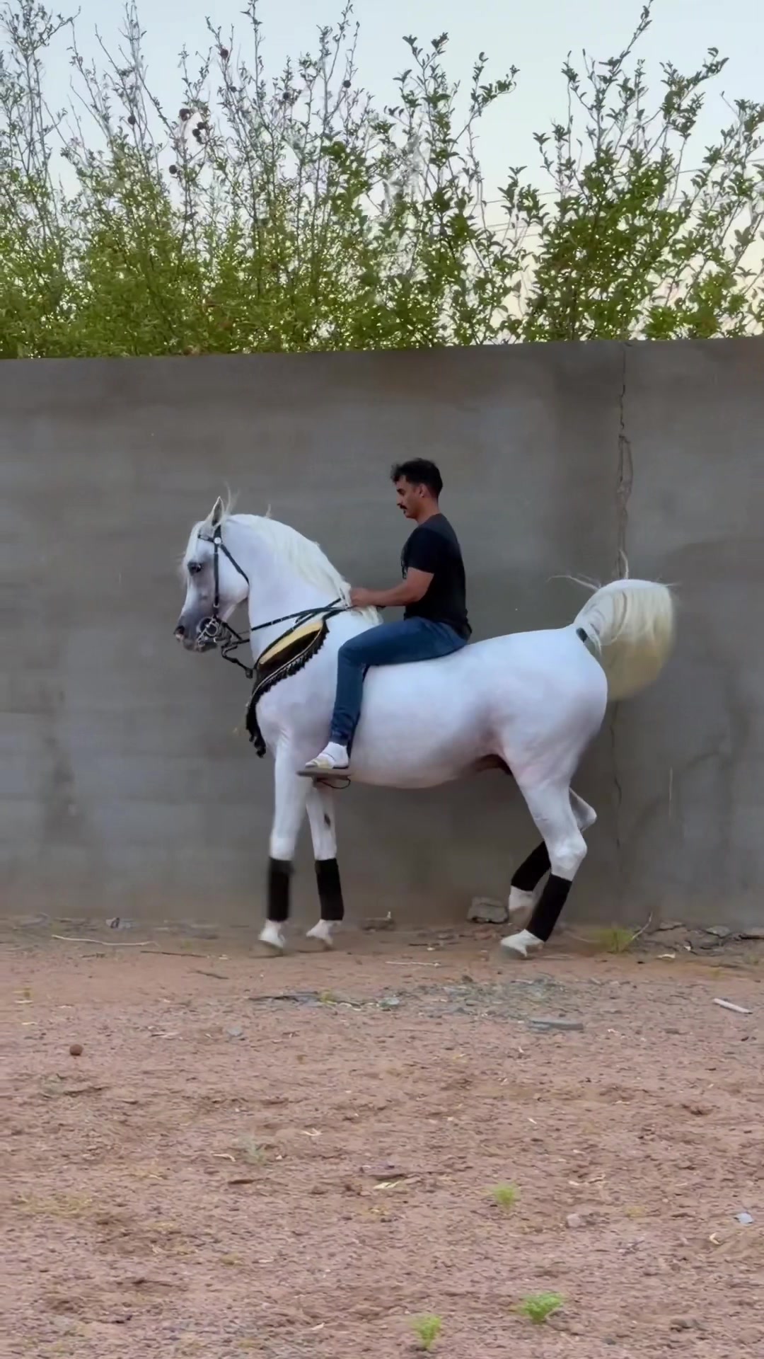 @ثـامر الشـلاش 🐎🤎.