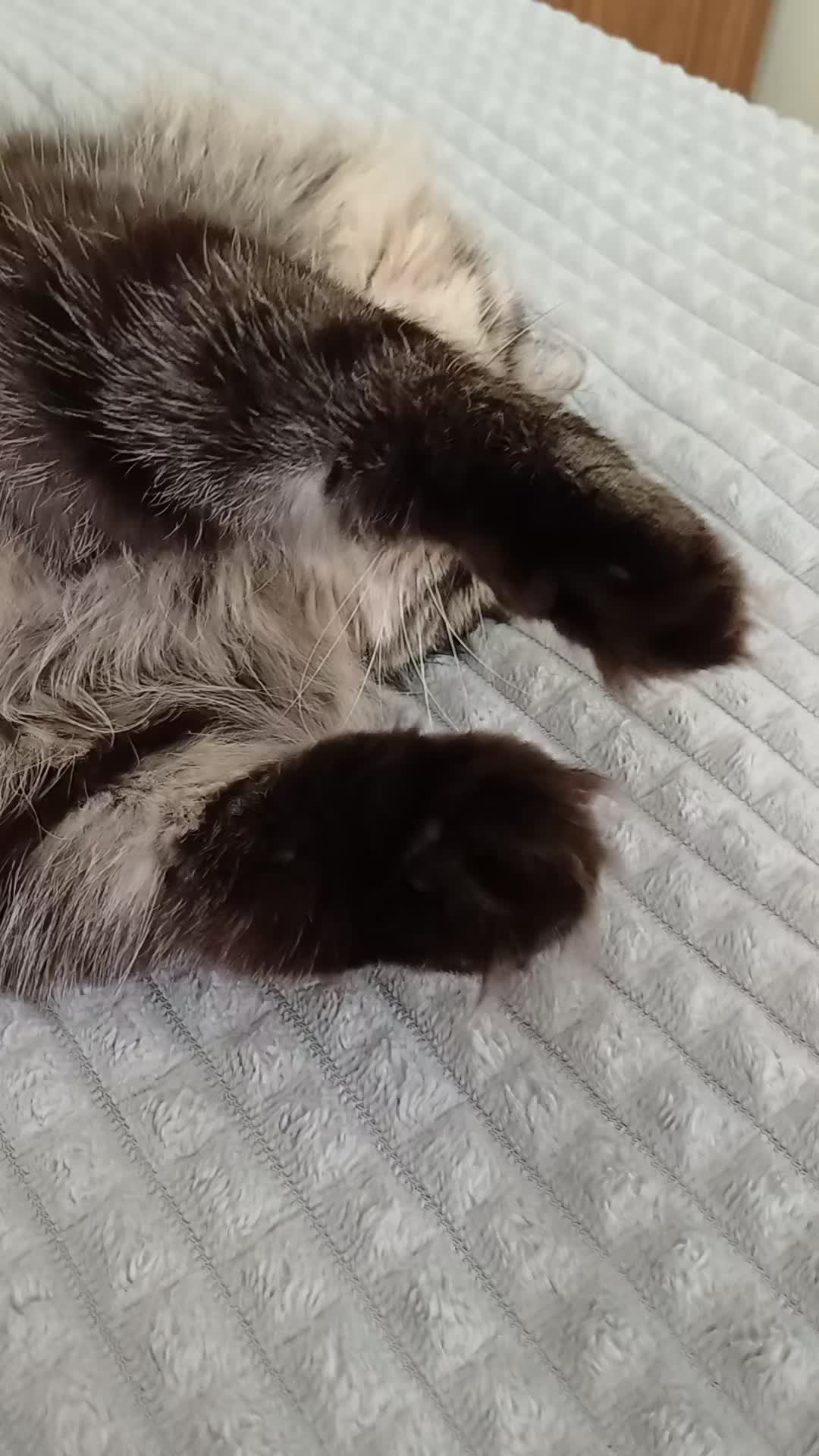 @cat_bayun_