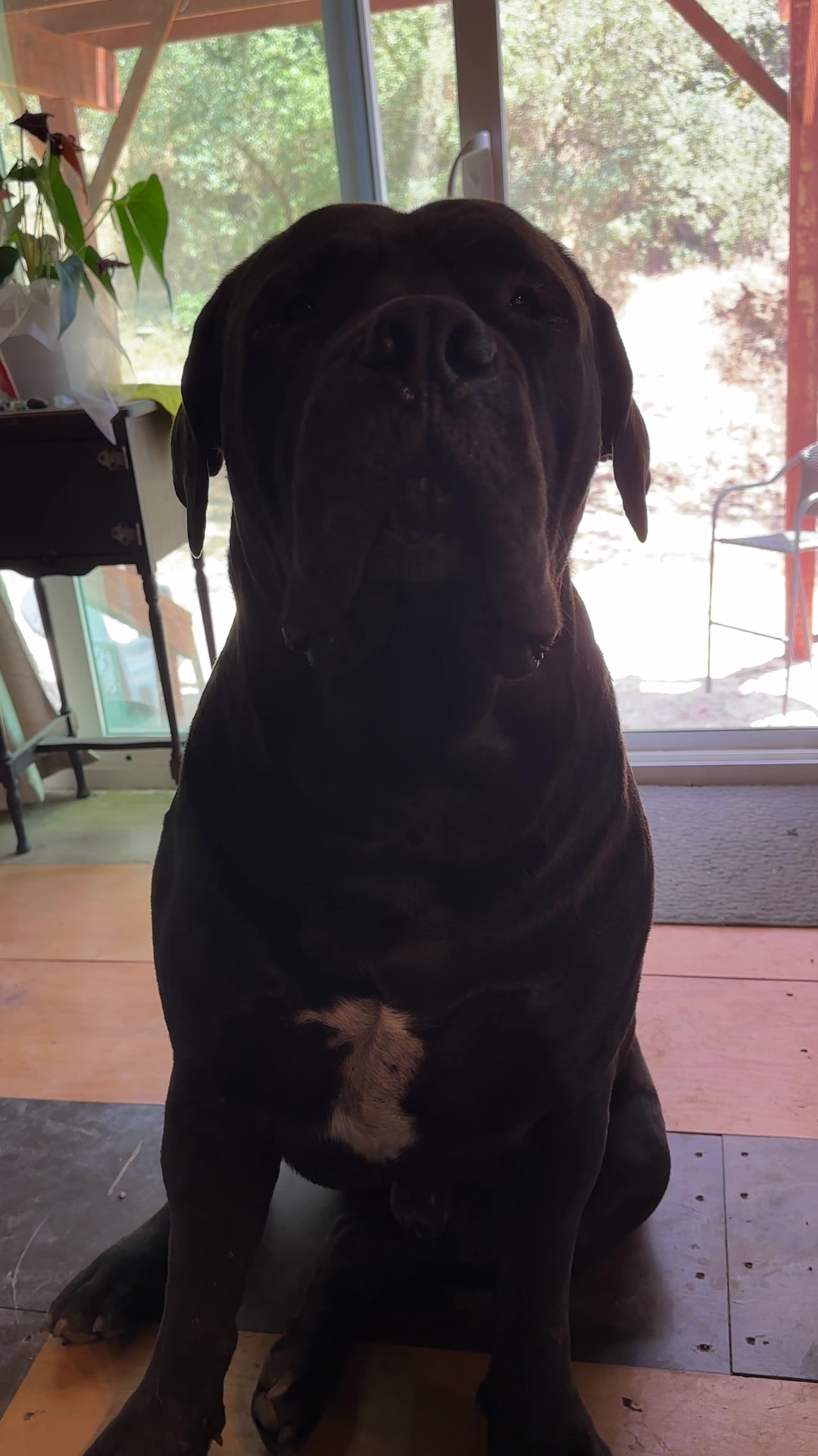 @Bigfoot Boerboels