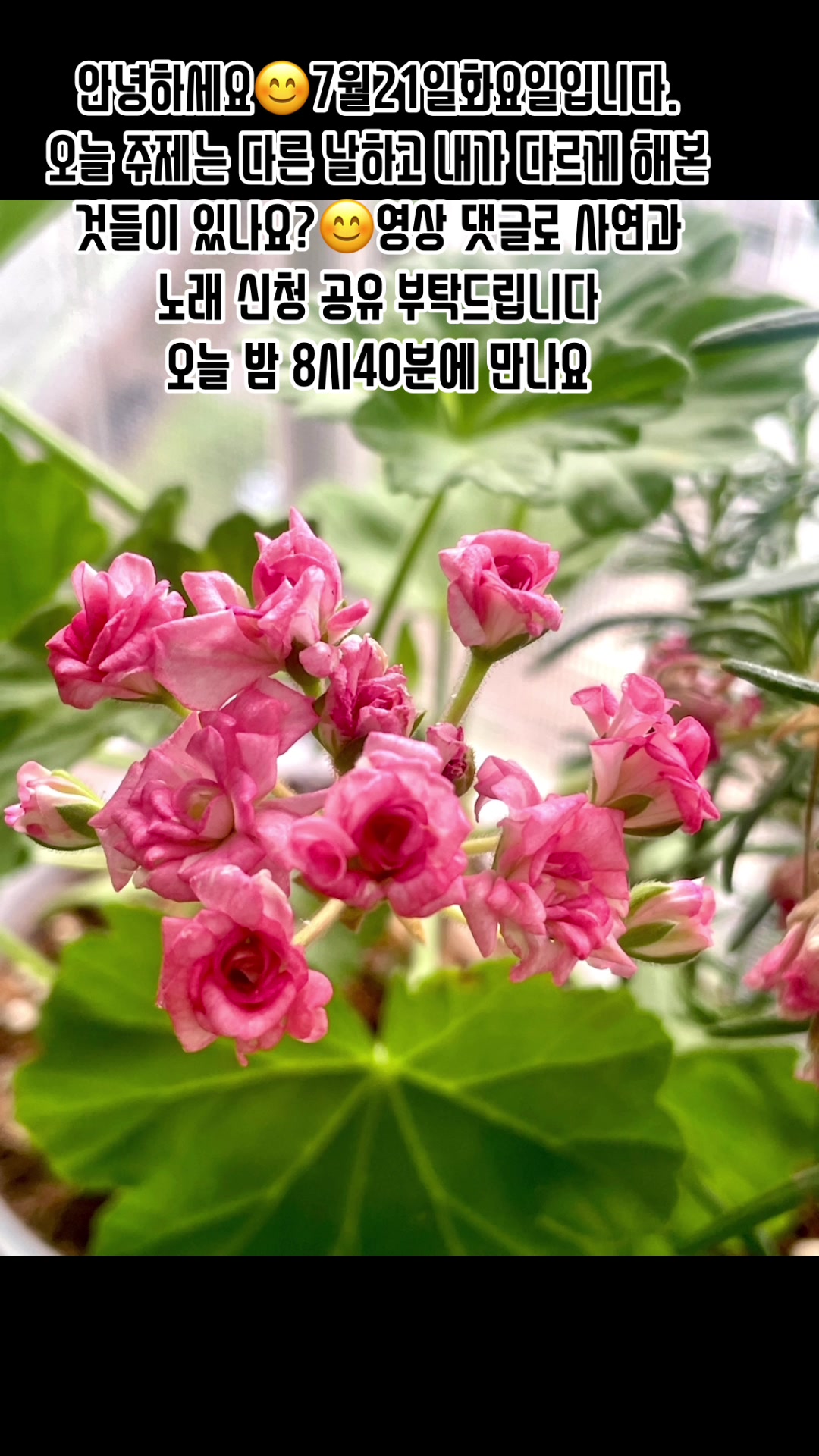 @🪴줄리애쉬
