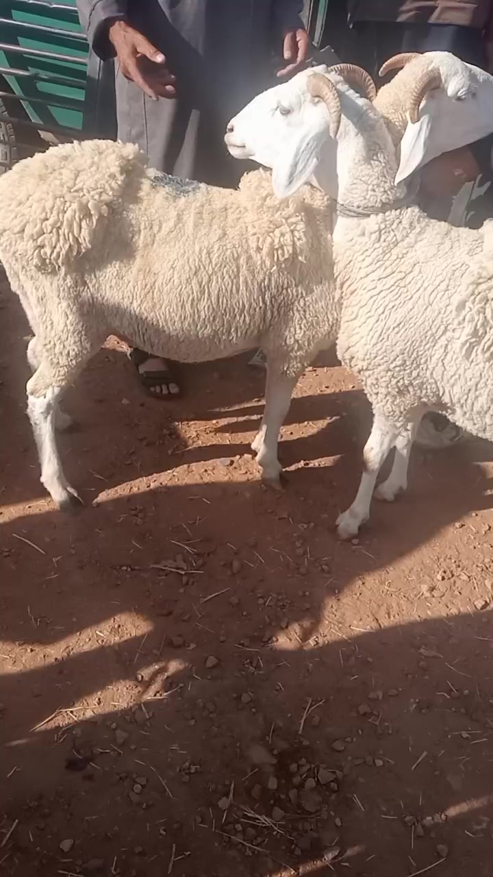 @عبد المجيد هرقوم
