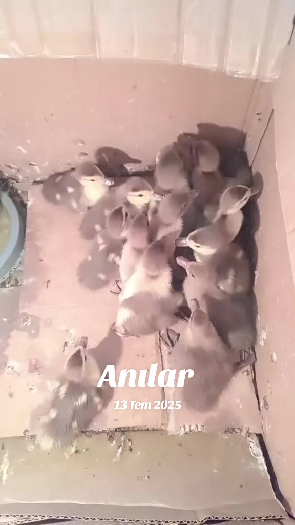 @MAŞTAĞA_QUŞCULUĞ