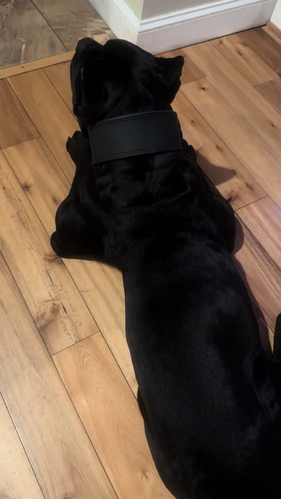 @Irongates Canecorso