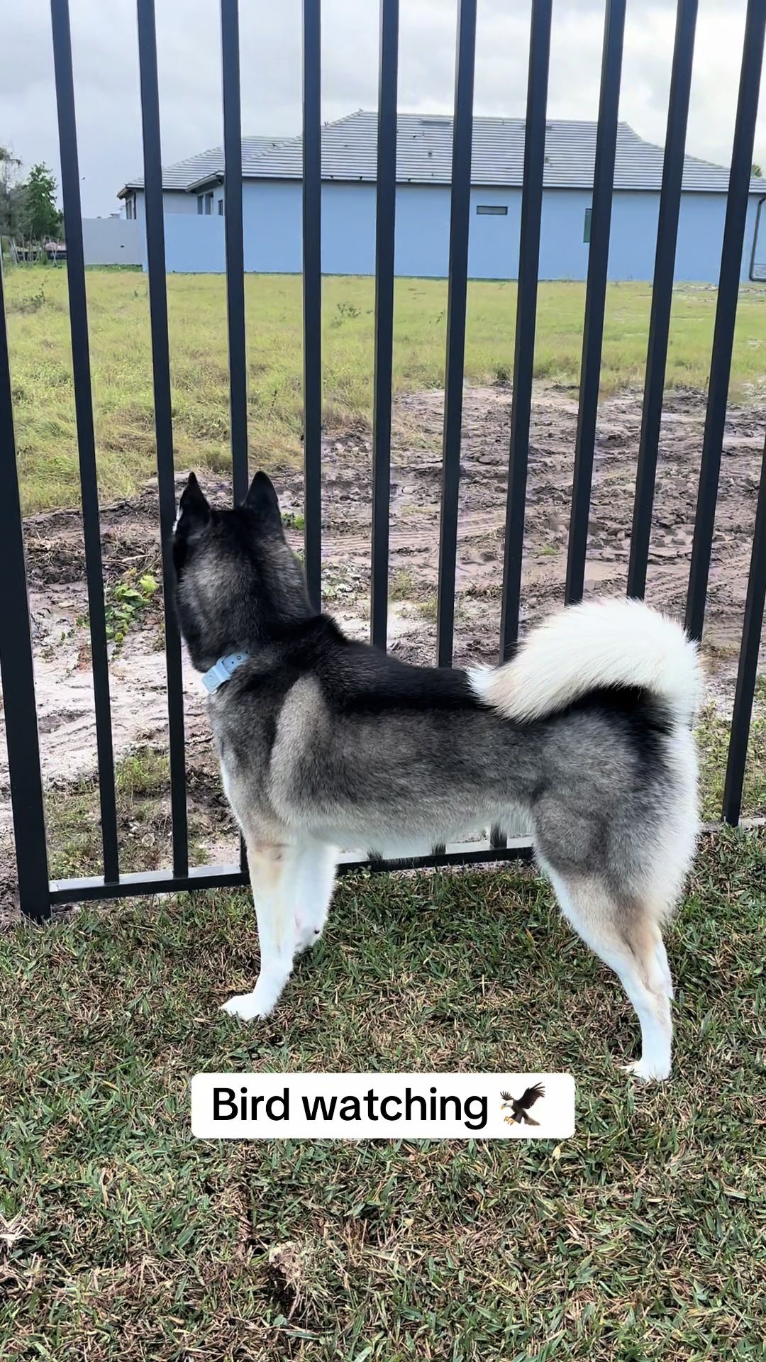 @lifewith2huskies