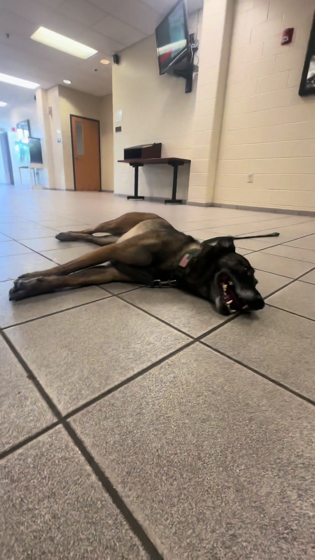 @K9.corporal