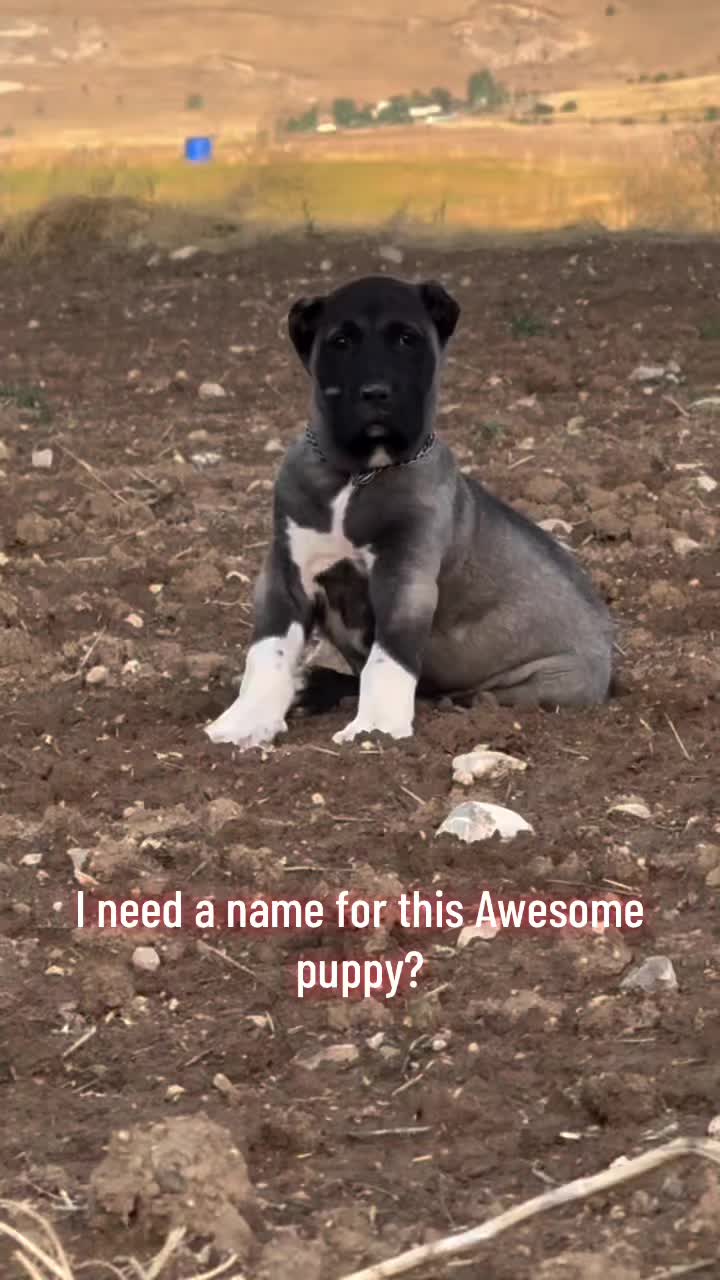 @Ultimate Puppies