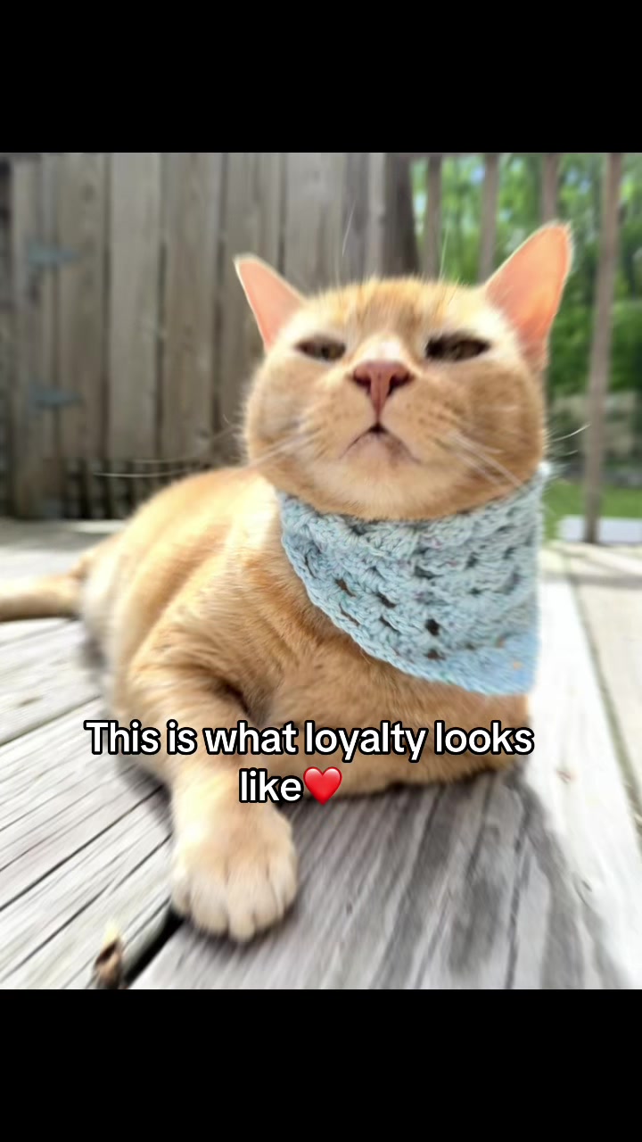 @POLLITO CAT