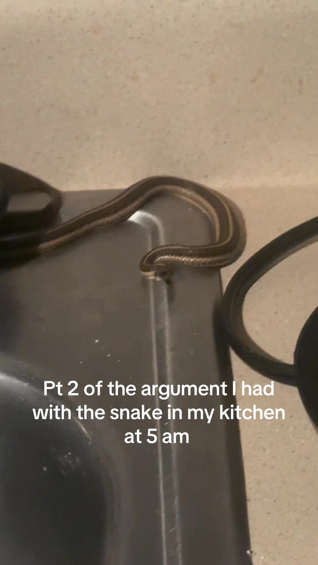 @Raneem 🐍