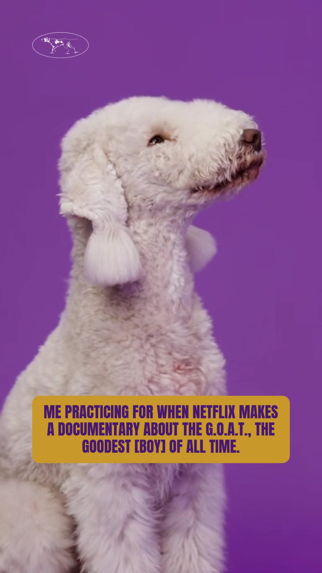 @Westminster Kennel Club