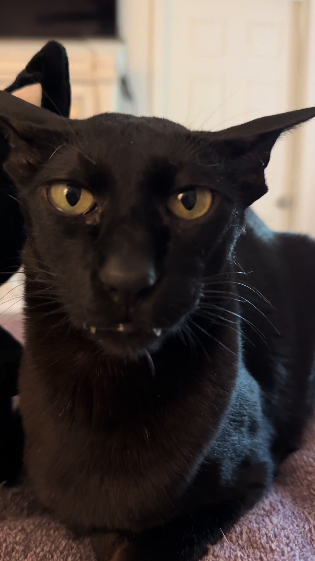 @hobbikats