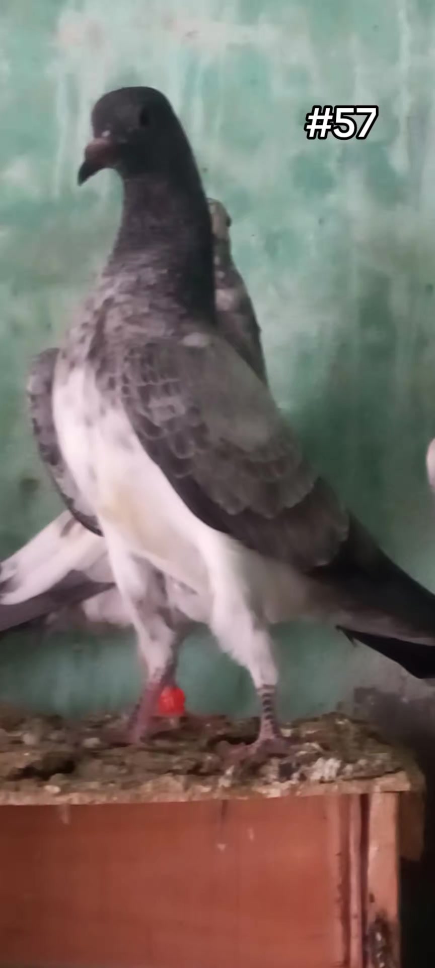 @Ranakasuripigeon