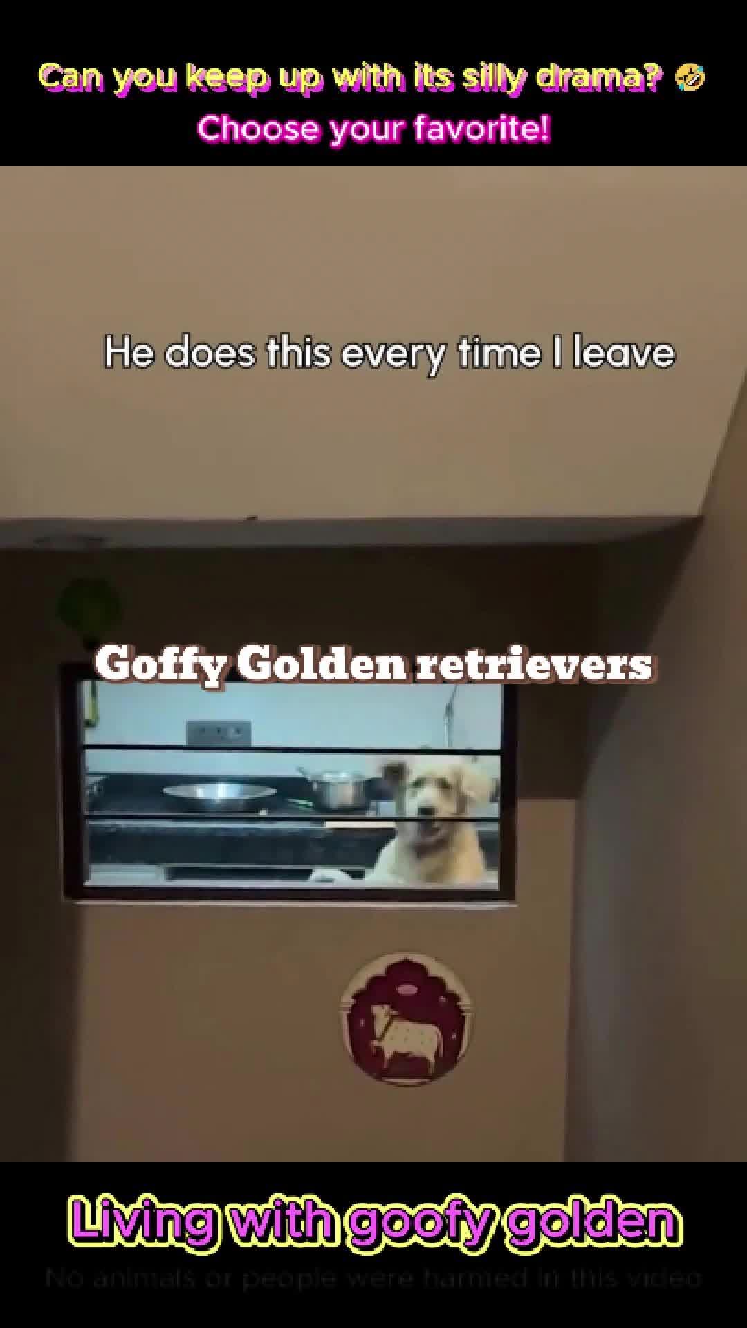 @pet.funny799