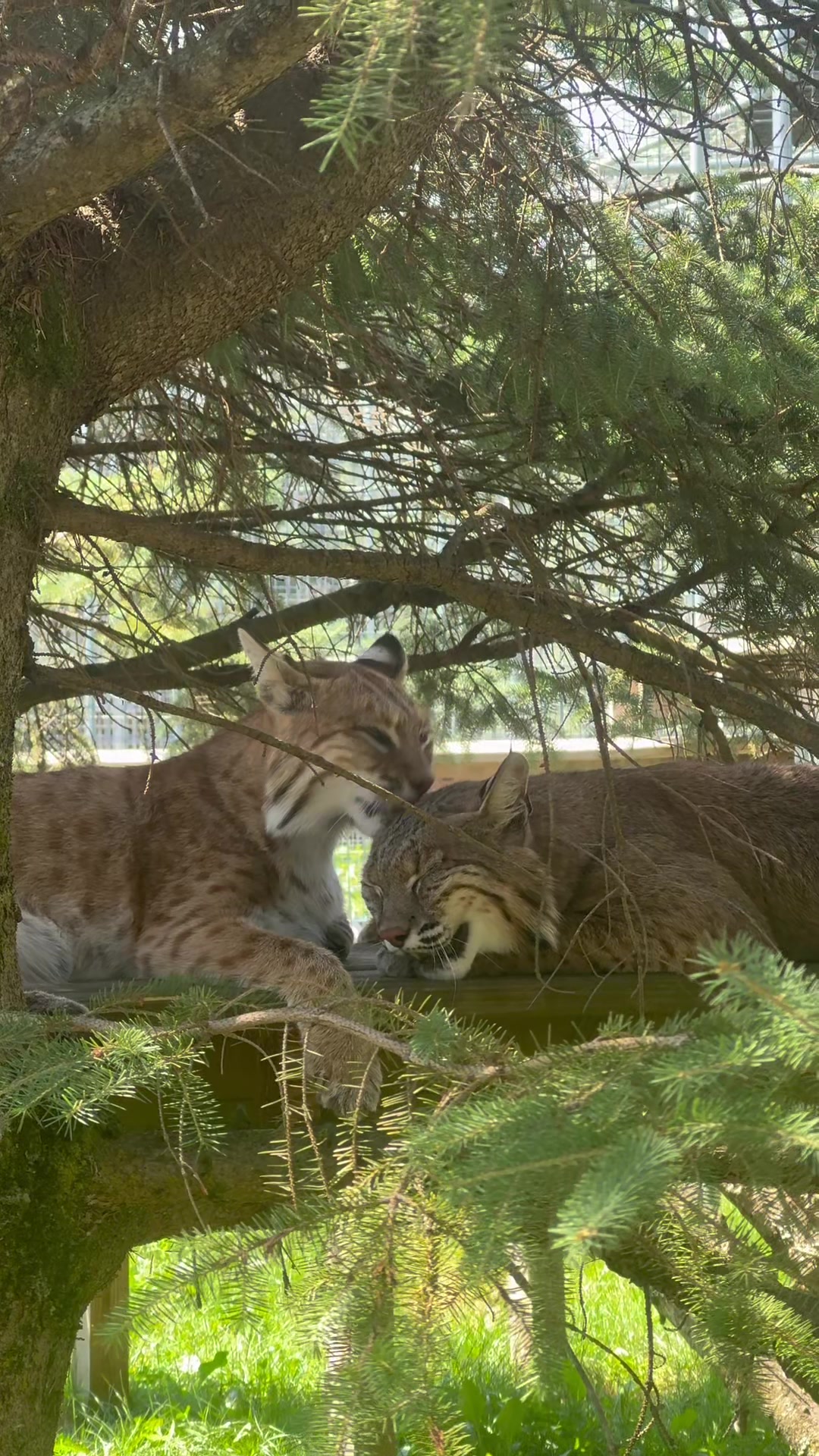 @The Wildcat Sanctuary