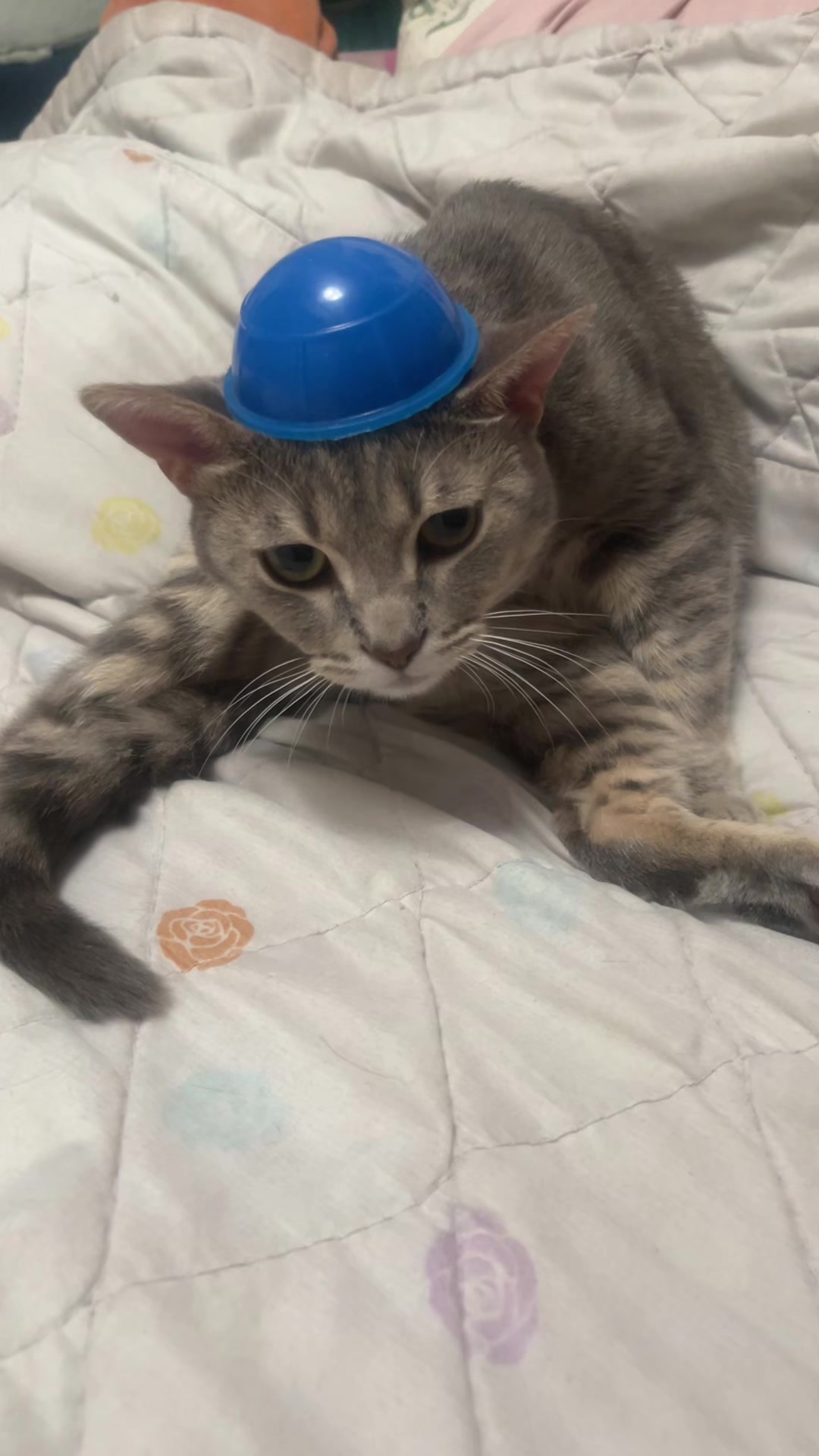 @crazy kitty