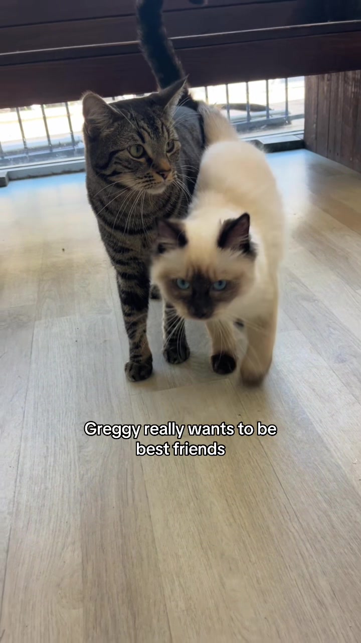 @crazycatcafe