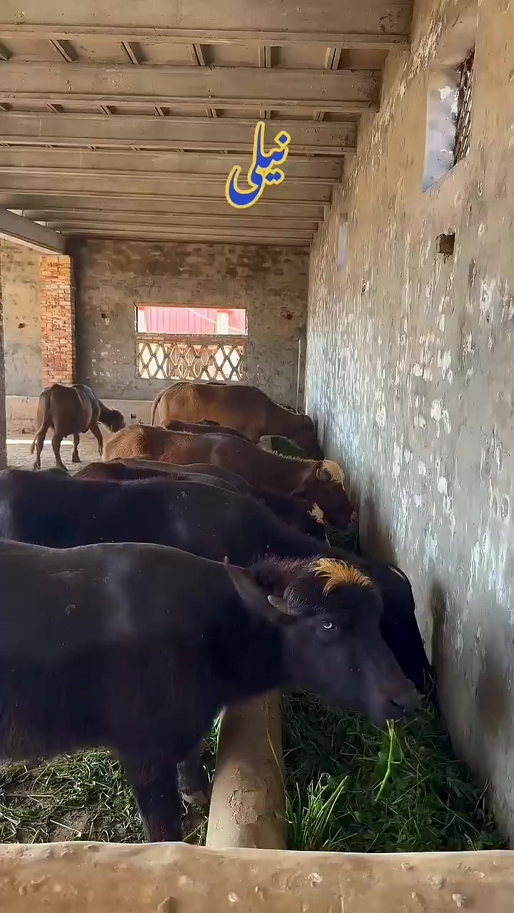 @GUJJAR DAIRY FARM