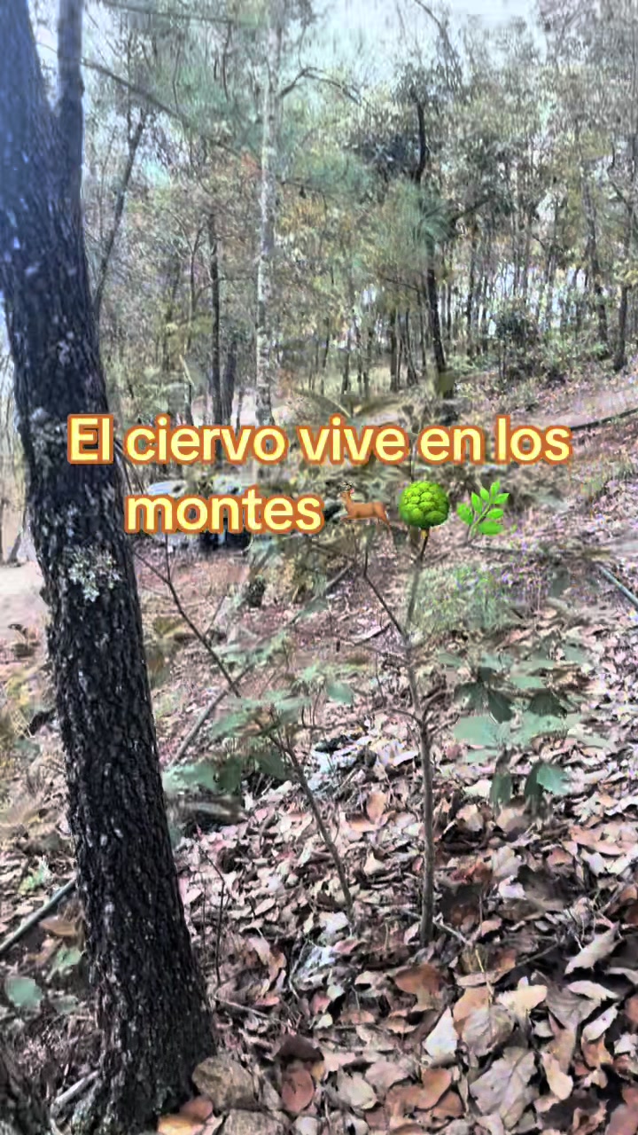 @vanamartinez93🫦