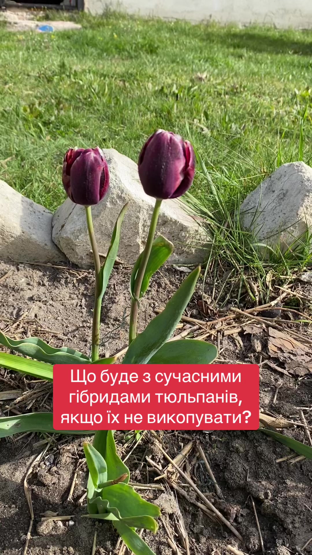 @@zelenasadyba