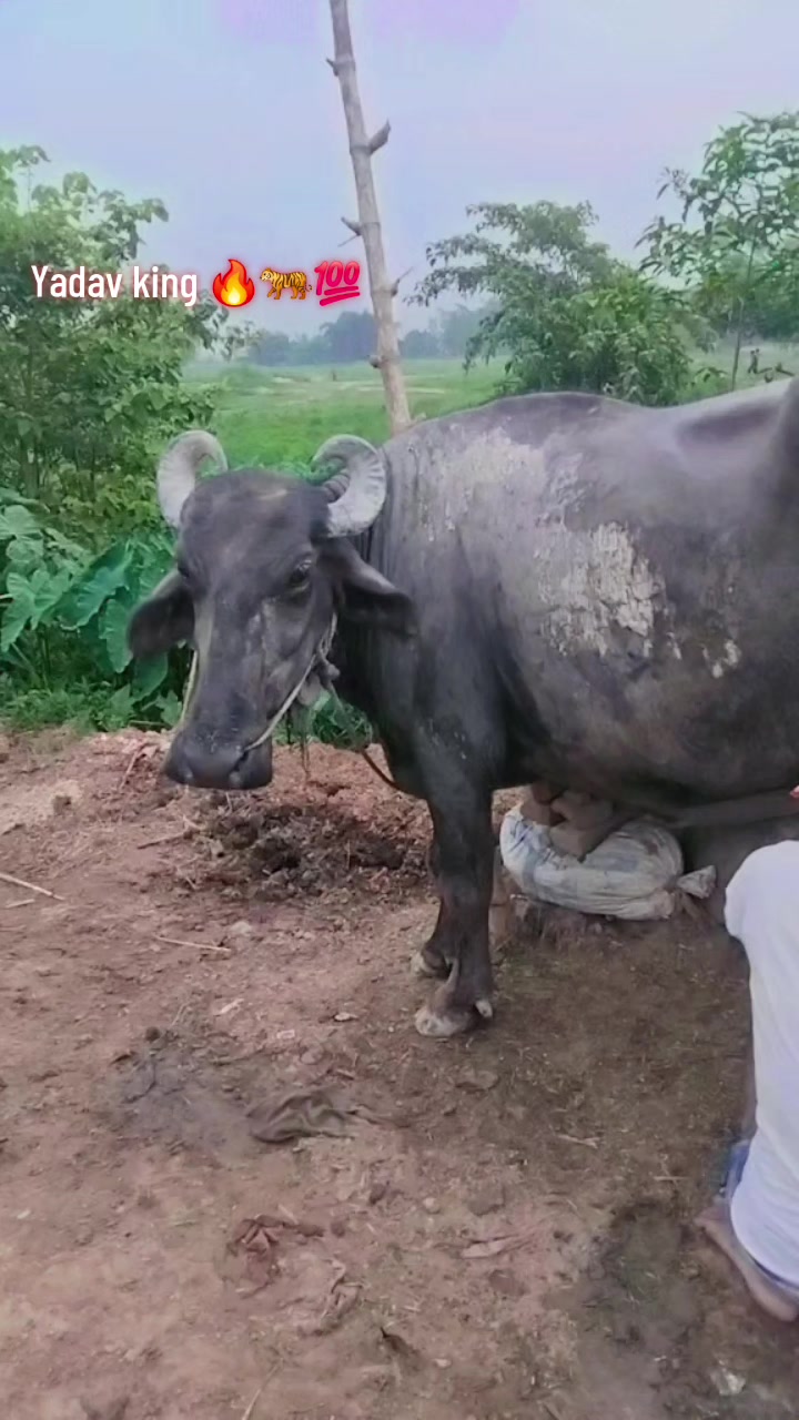@Mr💯🔥 yadav 🤟🔥ji💯🔥