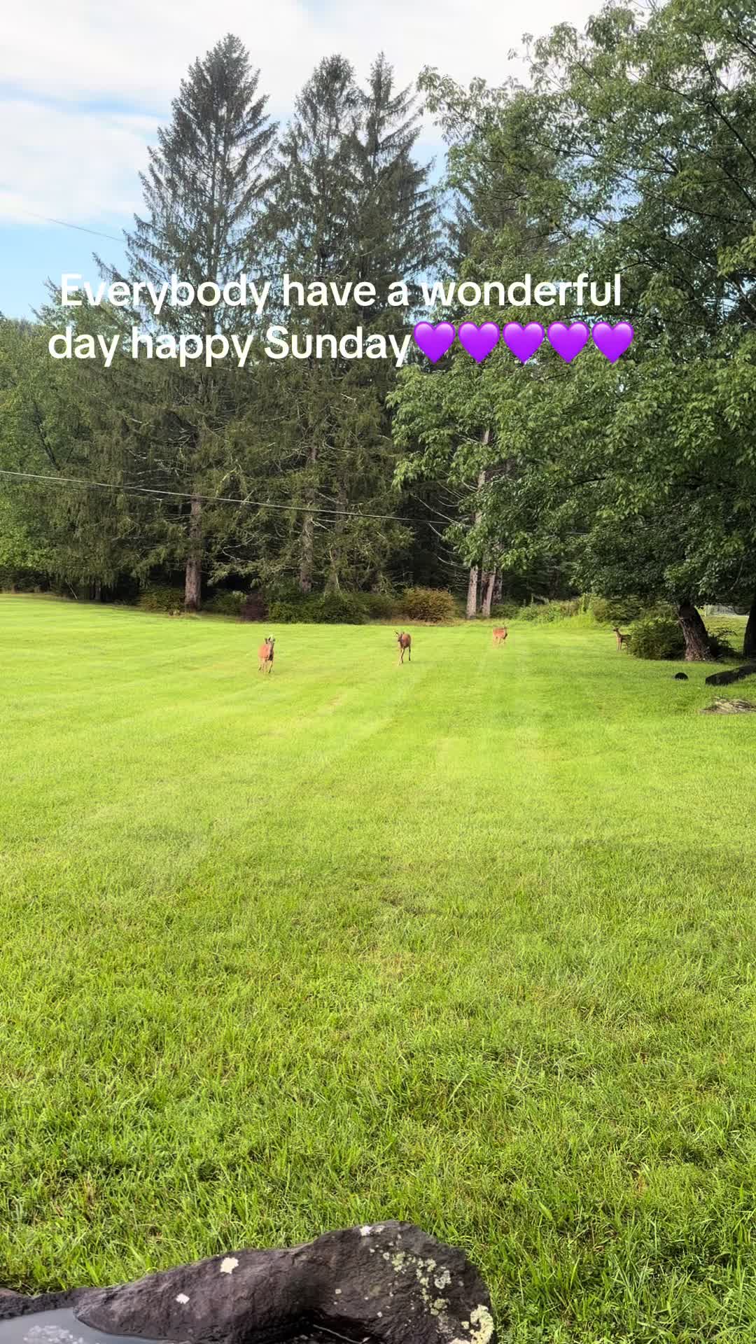 @💜❌Happytails❌💜